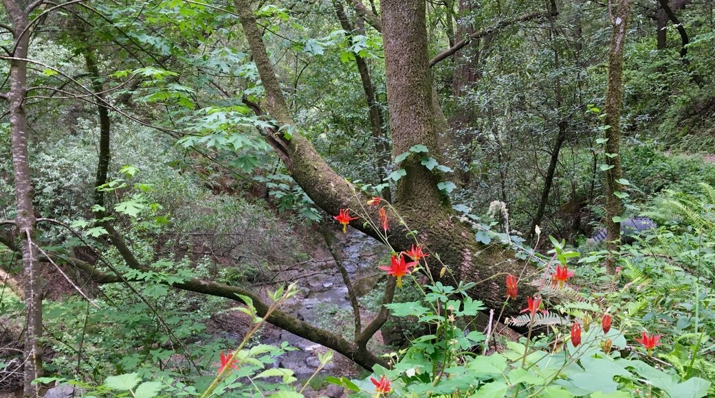 Such a peaceful walk through Devil's Gulch in Samuel P Taylor State Park. This trail roughly runs creekside and loads of wildflowers. It's also a breeding stream for coho salmon and steelhead trout.
#Hiking #Green #Springfun