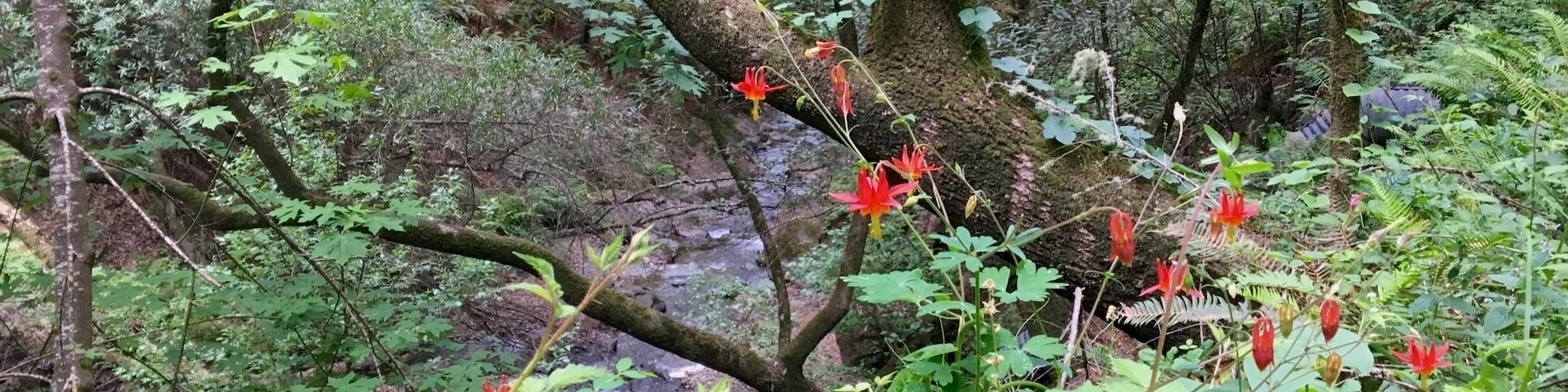 Such a peaceful walk through Devil's Gulch in Samuel P Taylor State Park. This trail roughly runs creekside and loads of wildflowers. It's also a breeding stream for coho salmon and steelhead trout.
#Hiking #Green #Springfun