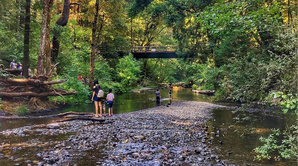 Beautiful place to have a picnic or go camping. Big redwood trees gives you a nice shade to block the sun and a creek perfect for kids in a hot summer days. #GreatOutdoors