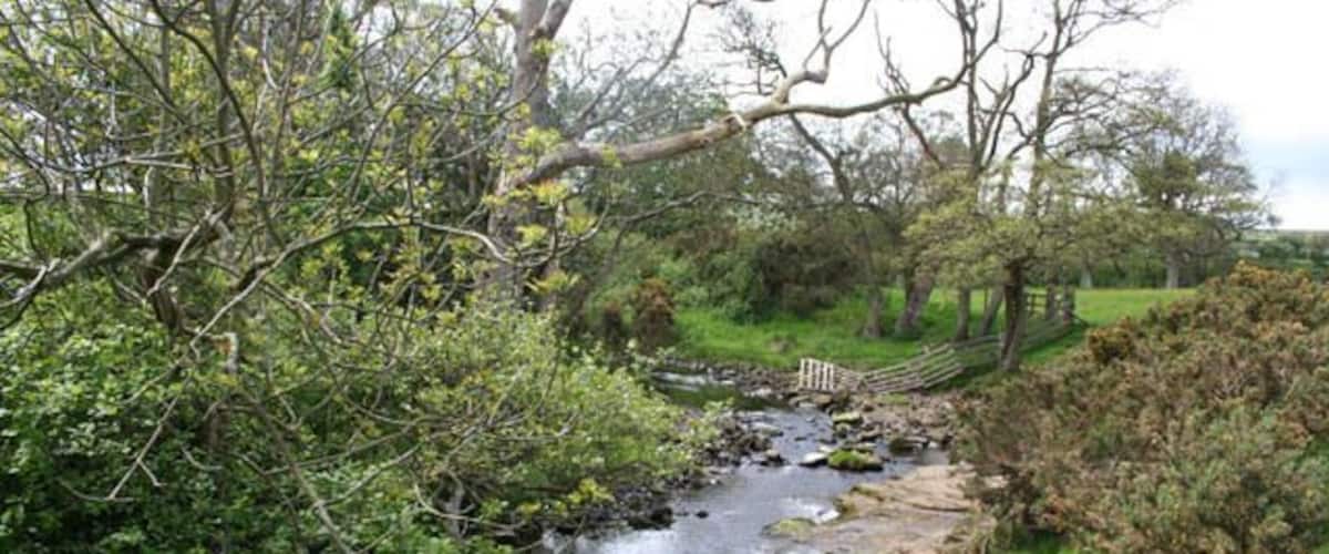 A small stream with a wooden bridge, surrounded by dense greenery and trees.