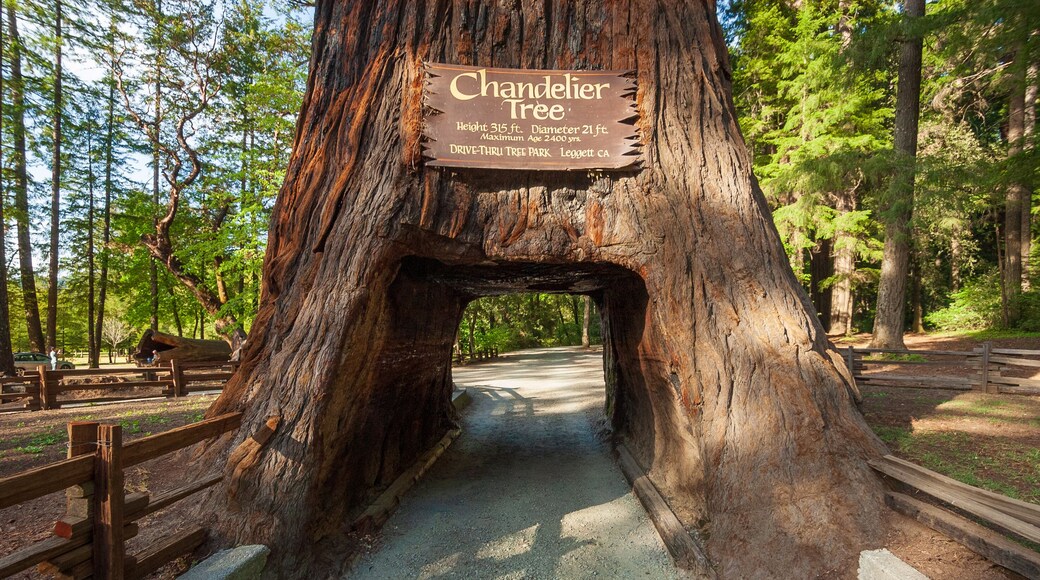 Tunnel Road at Chandelier, California