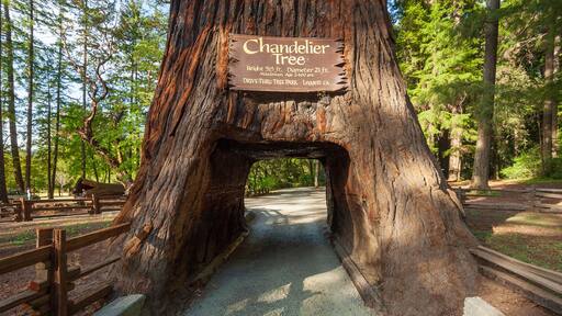 Tunnel Road at Chandelier, California