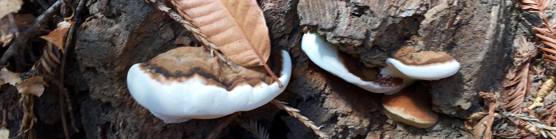 I had forgotten how close we were to suburbia. It's easy to get lost in the tall redwoods and oddities secretively thriving at the tree trunks. This is a wonderful place for a weekend #microadventure .