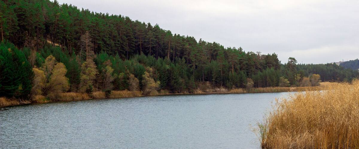 A calm lake surrounded by dense forest and tall grasses.