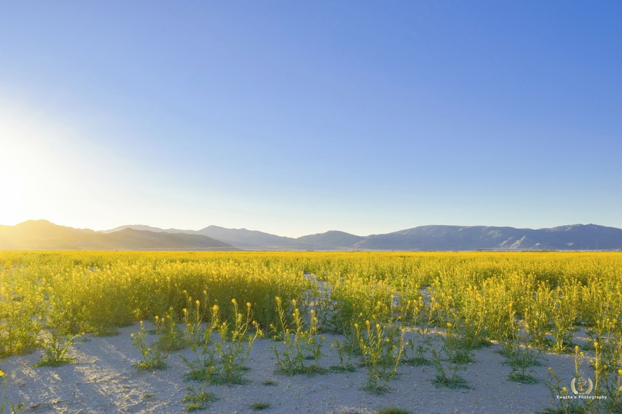 #sunset #yellow #nature #Butterweed #YellowFlower