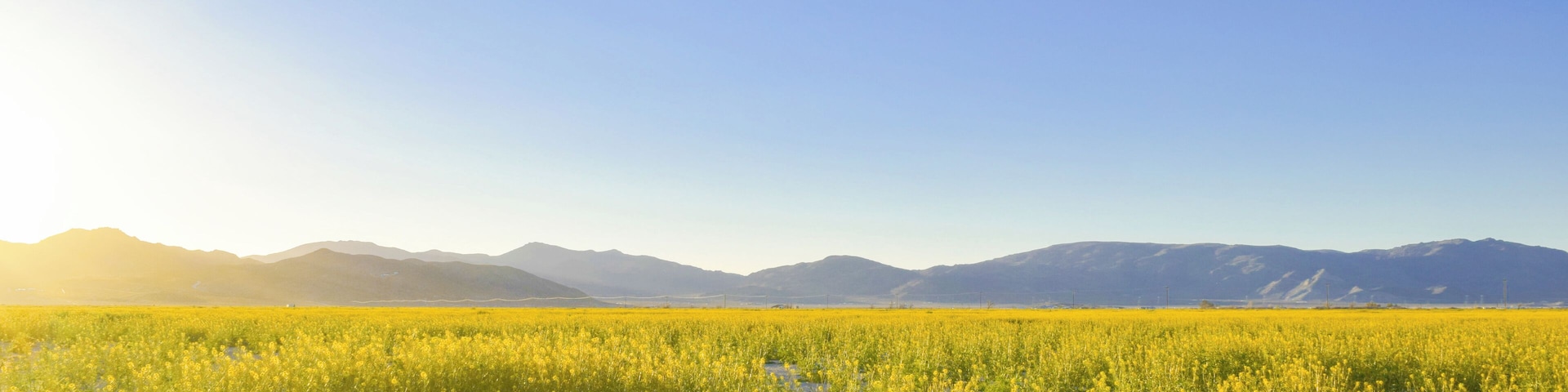 #sunset #yellow #nature #Butterweed #YellowFlower