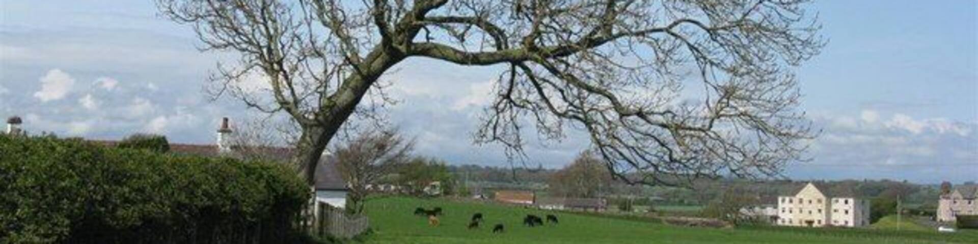 Leaning away from the wind A lovely ash tree whose shape has been influenced by the prevailing westerly winds that blow up the Solway, which is only a kilometre away