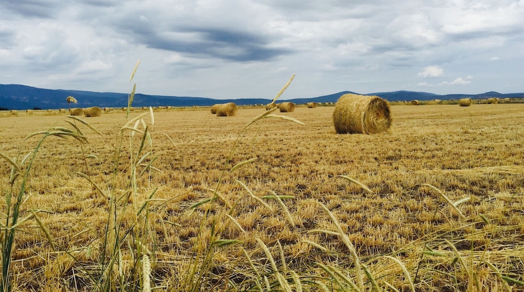 Miles of hay lands on the way from lassen to Sacramento . Great to stop by and see the beauty of the hay colors with the clouds and you get awesome pictures and portraits :)