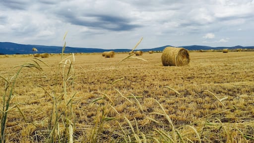 Miles of hay lands on the way from lassen to Sacramento . Great to stop by and see the beauty of the hay colors with the clouds and you get awesome pictures and portraits :)
