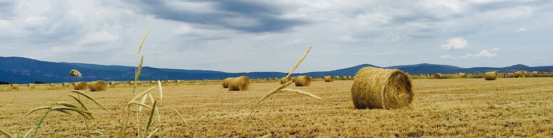 Miles of hay lands on the way from lassen to Sacramento . Great to stop by and see the beauty of the hay colors with the clouds and you get awesome pictures and portraits :)