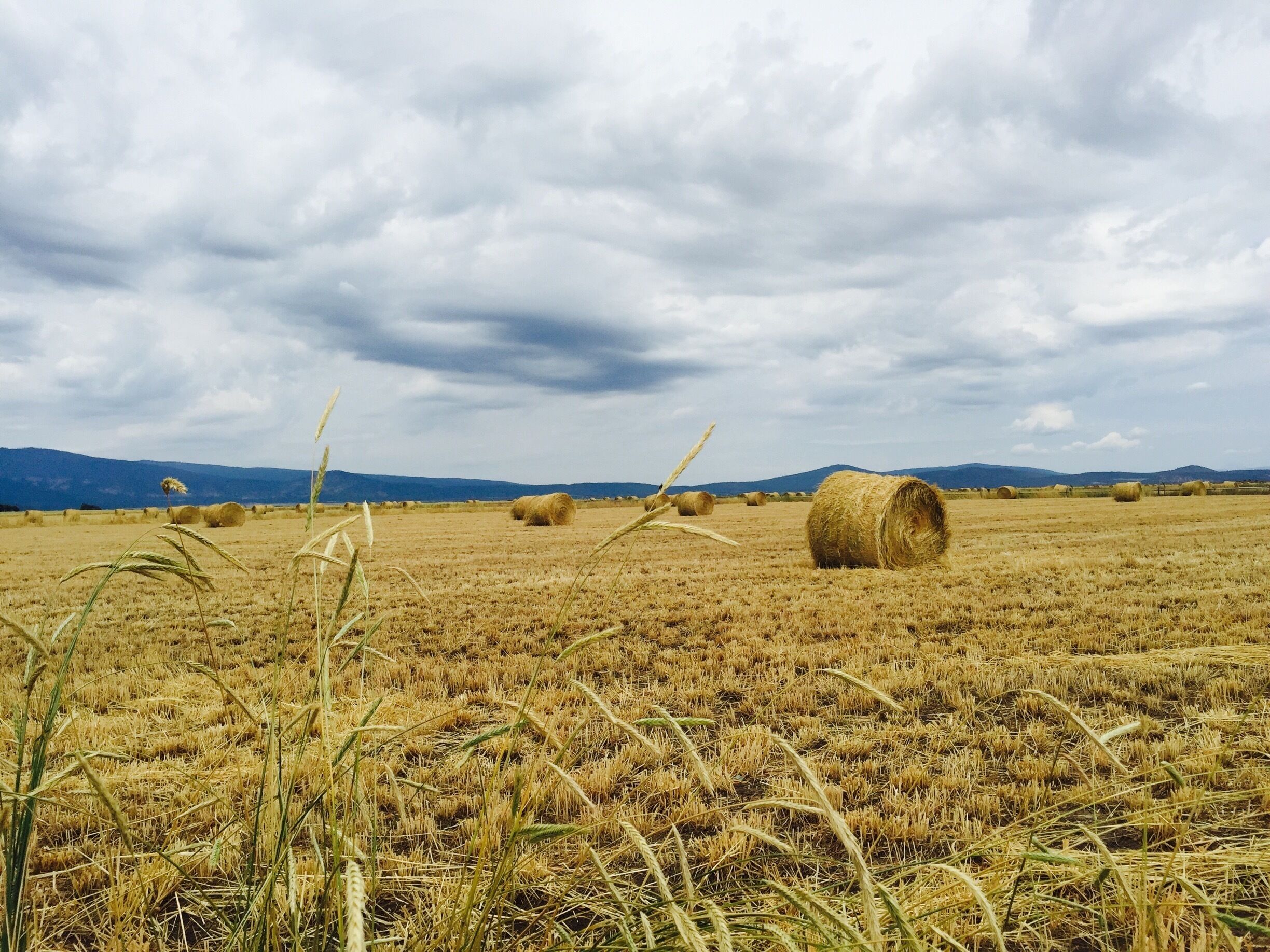 A field with hay bales and a cloudy sky.