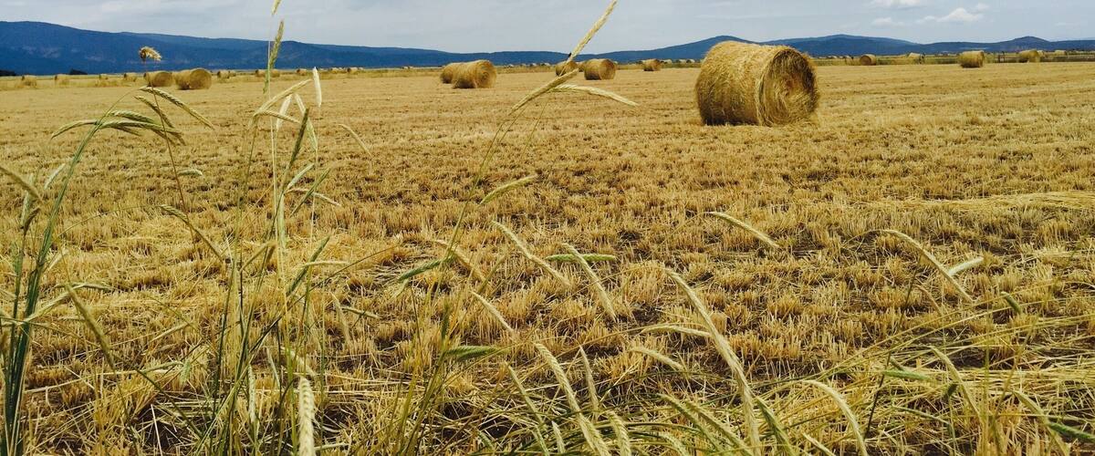 A field with hay bales and a cloudy sky.