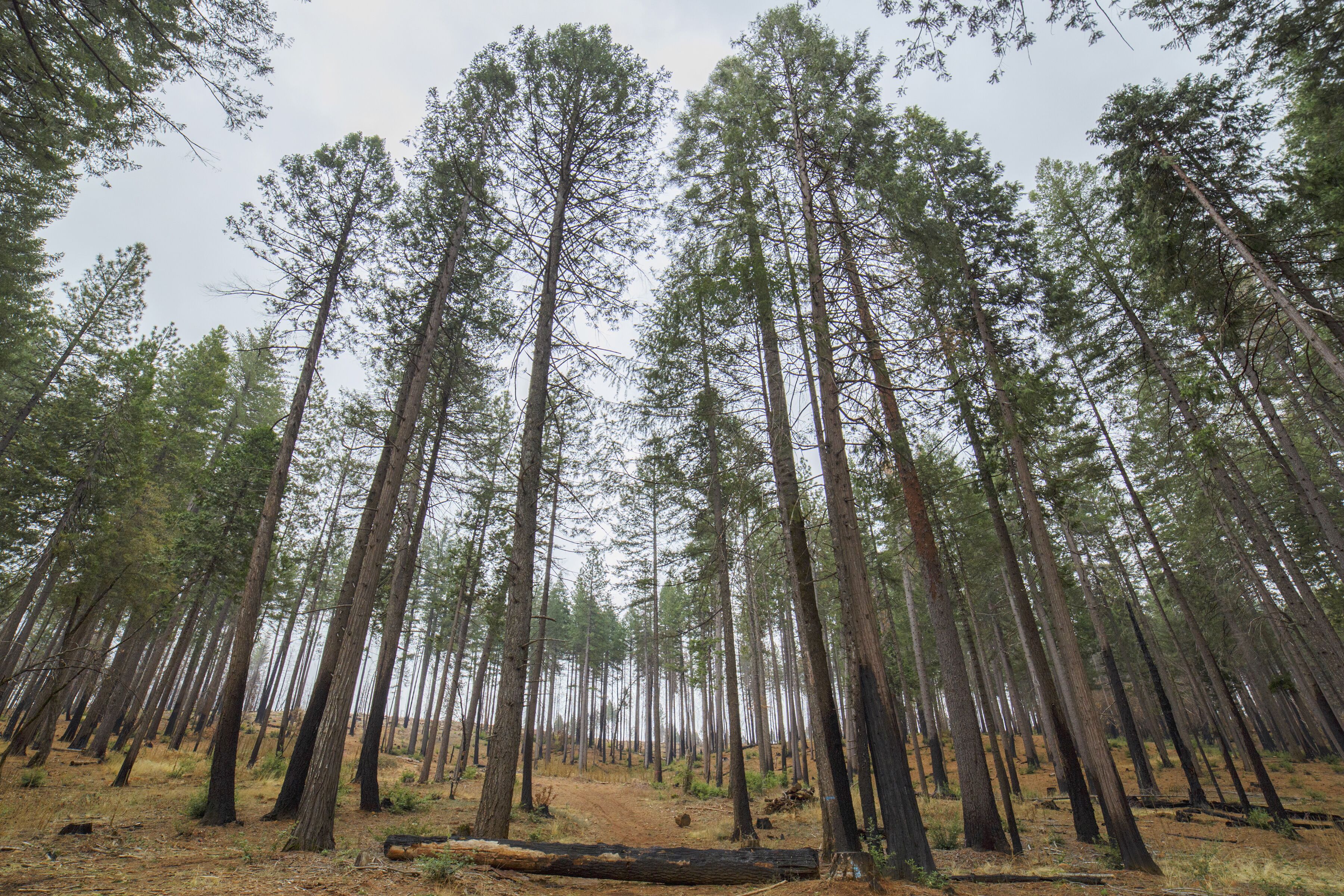 Burnt Survivor Forest