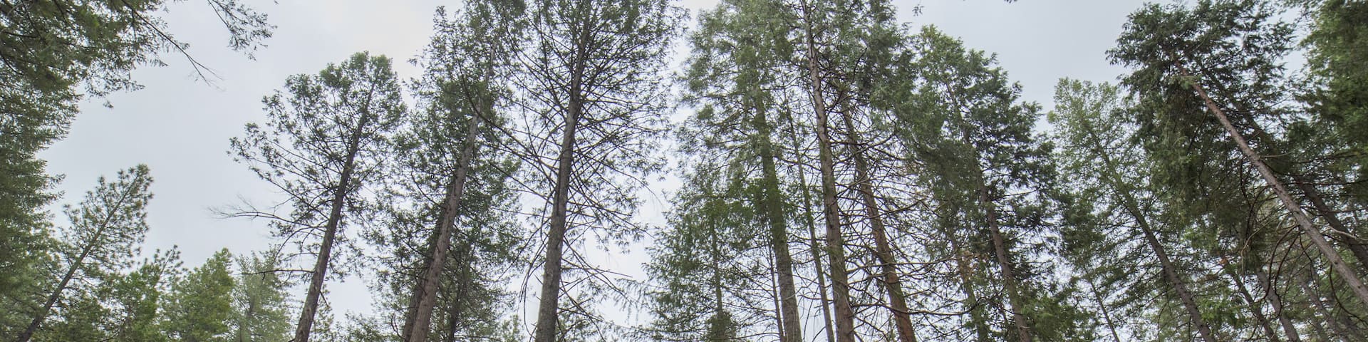 Burnt Survivor Forest