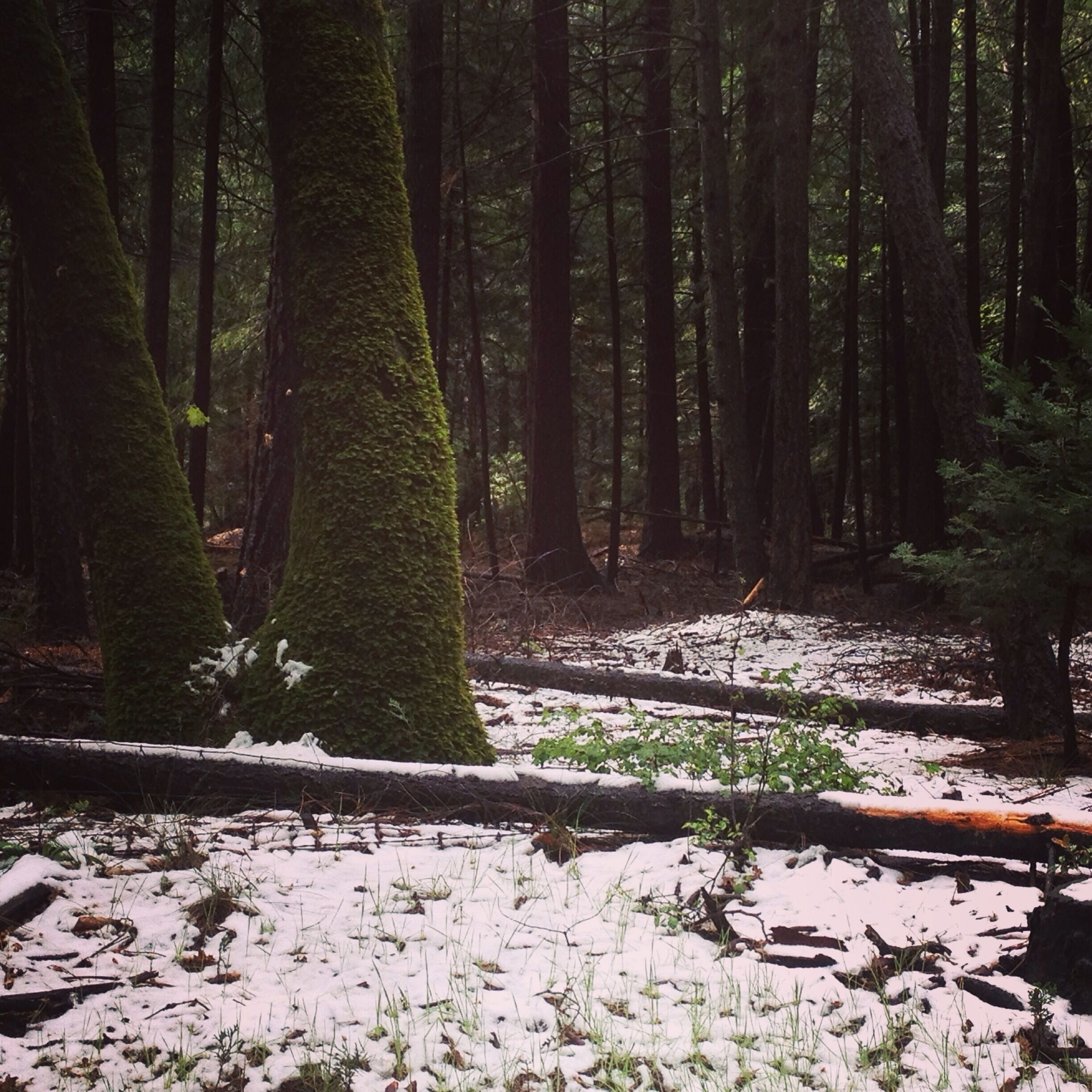 Not much snow this year in magalia but enough to love❤️