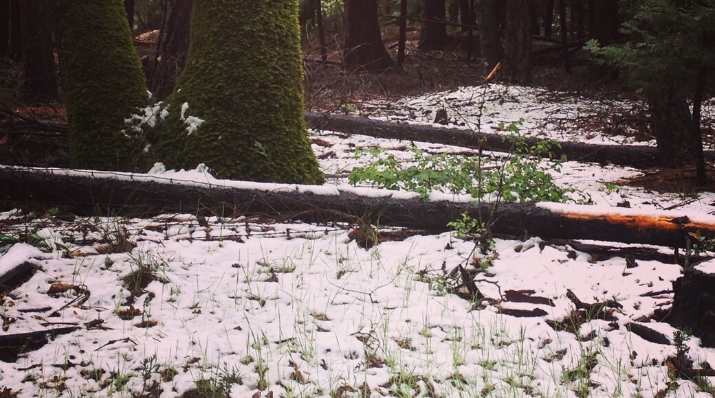 Not much snow this year in magalia but enough to love❤️