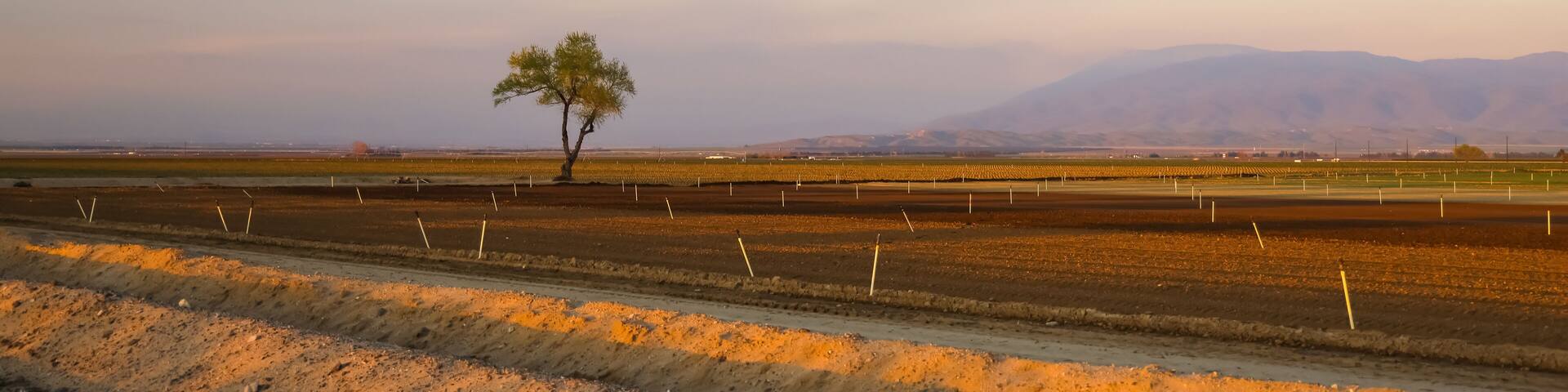 Single tree in the middle of fields near Bakersfield, California