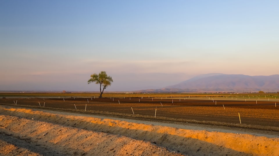 A rural landscape with a single tree in the foreground, fields, and distant mountains.