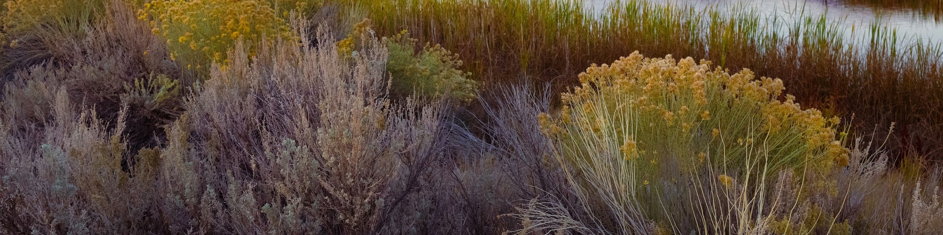 Thermal Pools Near Mono Lake at Sunrise