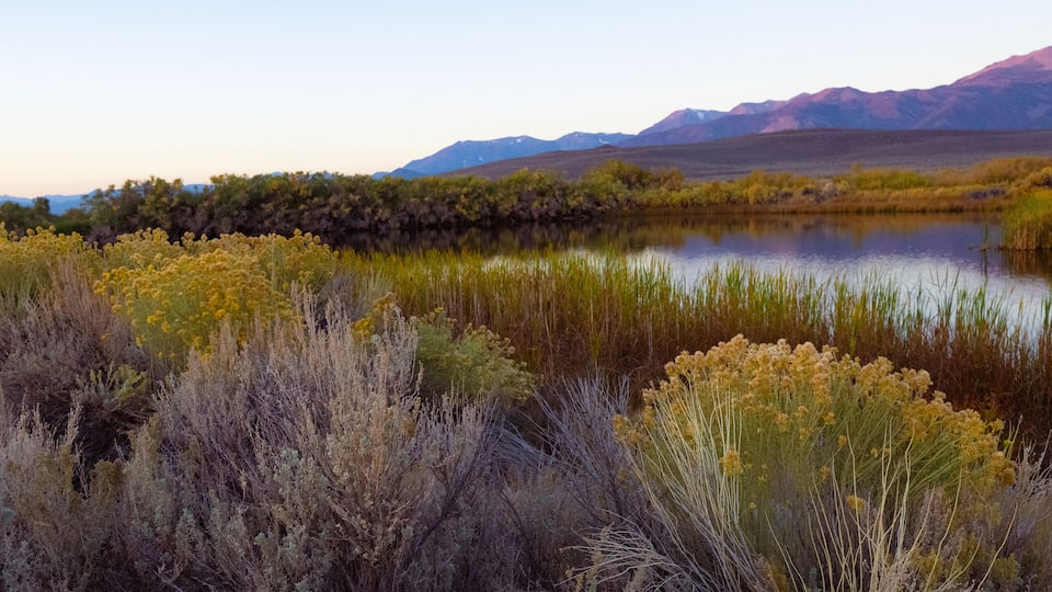 A calm lake surrounded by dry shrubs and wildflowers, with mountains in the background.