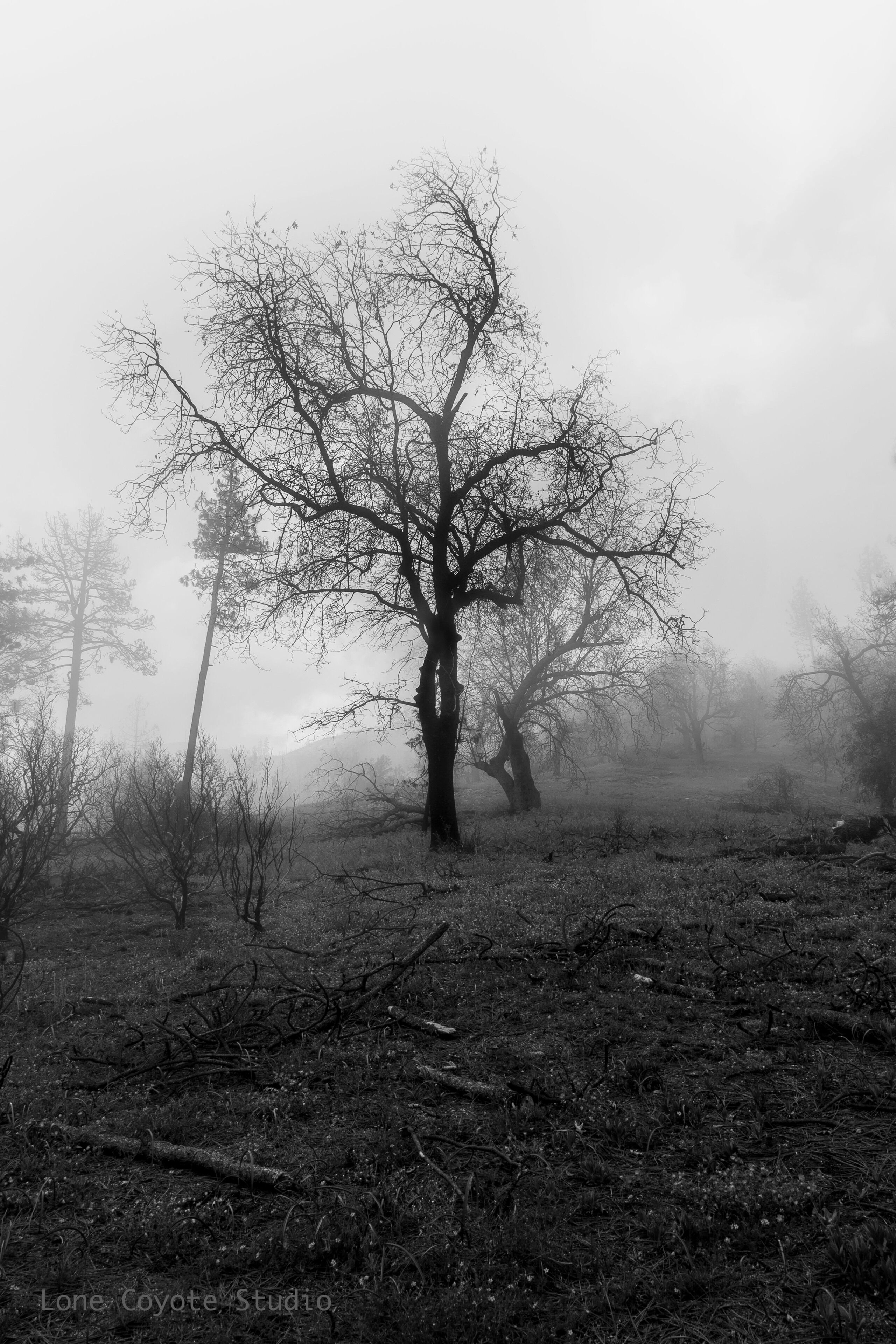 This tree grabbed my attention when I was driving through a recently burned area. It reminded me that even when things are ravaged by fire, new life can still grow. While the exterior was scorched, the tree was still alive. In life the same is true. Even in the darkest of moments we can still find hope.


#scourchedeath #forestfires #idyllwild #mysticalforest #burnedwood #mysterioustrees #cranstonfire #mountaincenter #lonecoyotestudio #lostinfog #burnedtrees #ent #mtsanjacinto #thomasmountain #hauntedtrees #nealdodson #lakehemet #wonderingphotographies #destinationphotography #fireart #creativeeye #rebirth #regeneration #lifefromdeath #californiafires #californiafires2018 #thrivingchristianartists #walkinginthewoods #roadsidephotographies #walkingwithgod