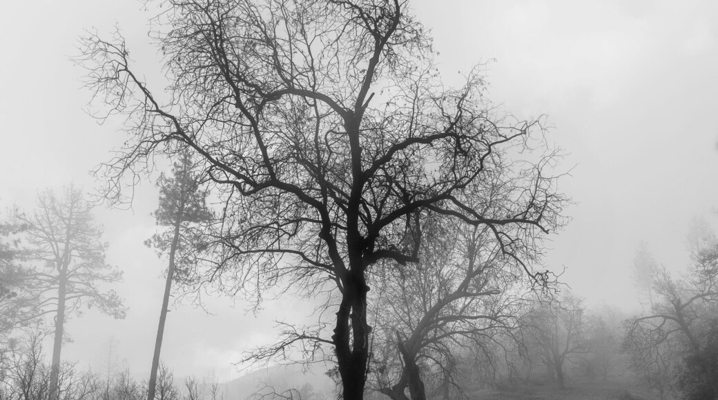 This tree grabbed my attention when I was driving through a recently burned area. It reminded me that even when things are ravaged by fire, new life can still grow. While the exterior was scorched, the tree was still alive. In life the same is true. Even in the darkest of moments we can still find hope.
#scourchedeath #forestfires #idyllwild #mysticalforest #burnedwood #mysterioustrees #cranstonfire #mountaincenter #lonecoyotestudio #lostinfog #burnedtrees #ent #mtsanjacinto #thomasmountain #hauntedtrees #nealdodson #lakehemet #wonderingphotographies #destinationphotography #fireart #creativeeye #rebirth #regeneration #lifefromdeath #californiafires #californiafires2018 #thrivingchristianartists #walkinginthewoods #roadsidephotographies #walkingwithgod