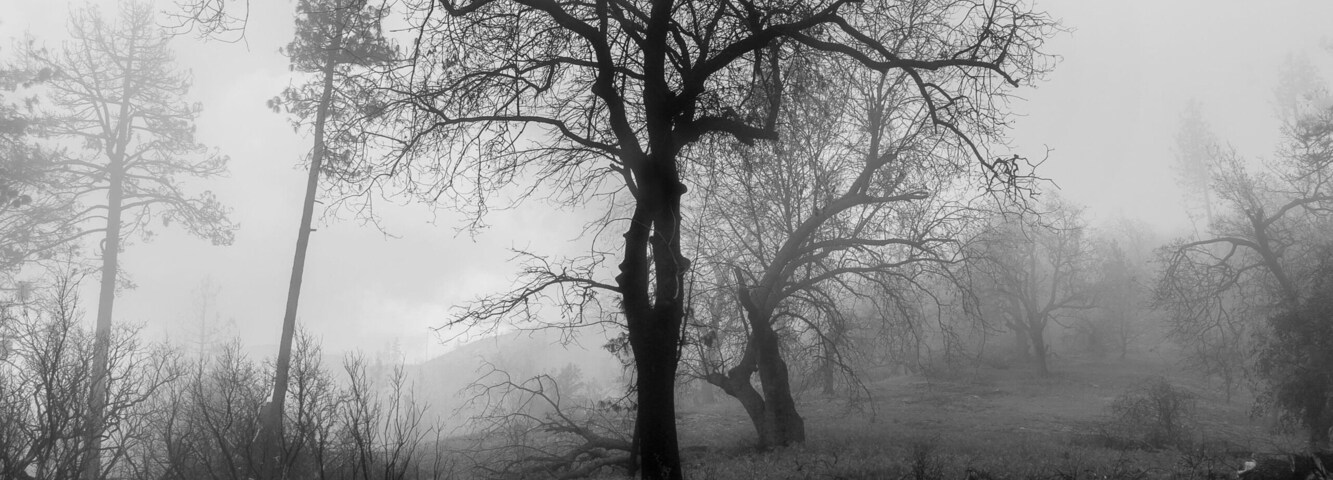 Un árbol solitario en un bosque cubierto de niebla.