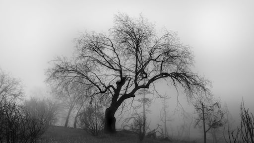 Sometimes, when we allow our grip on reality to loosen, even just a little, our imagination can run wild. It can be accentuated even more when it’s a dark, damp day and the fog rolls in around an already creepy tree.
#scourchedeath #forestfires #idyllwild #mysticalforest #burnedwood #mysterioustrees #cranstonfire #mountaincenter #lonecoyotestudio #lostinfog #burnedtrees #ent #mtsanjacinto #thomasmountain #hauntedtrees #nealdodson #lakehemet #wonderingphotographies #destinationphotography #fireart #creativeeye #rebirth #regeneration #lifefromdeath #californiafires #californiafires2018 #thrivingchristianartists #walkinginthewoods #roadsidephotographies #walkingwithgod