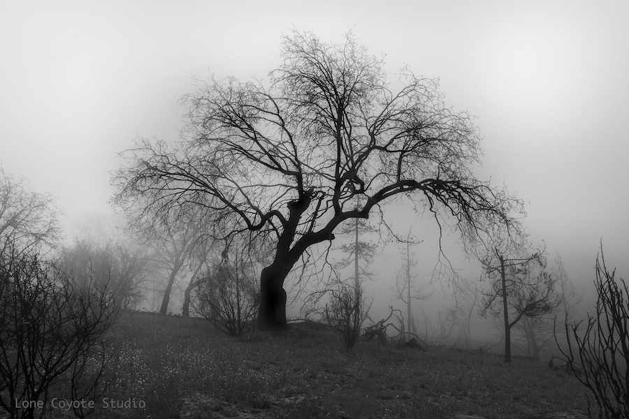 Sometimes, when we allow our grip on reality to loosen, even just a little, our imagination can run wild. It can be accentuated even more when it’s a dark, damp day and the fog rolls in around an already creepy tree.
#scourchedeath #forestfires #idyllwild #mysticalforest #burnedwood #mysterioustrees #cranstonfire #mountaincenter #lonecoyotestudio #lostinfog #burnedtrees #ent #mtsanjacinto #thomasmountain #hauntedtrees #nealdodson #lakehemet #wonderingphotographies #destinationphotography #fireart #creativeeye #rebirth #regeneration #lifefromdeath #californiafires #californiafires2018 #thrivingchristianartists #walkinginthewoods #roadsidephotographies #walkingwithgod