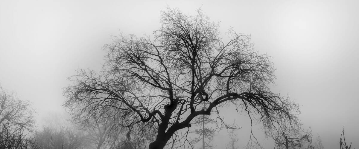 A solitary tree in a foggy landscape.