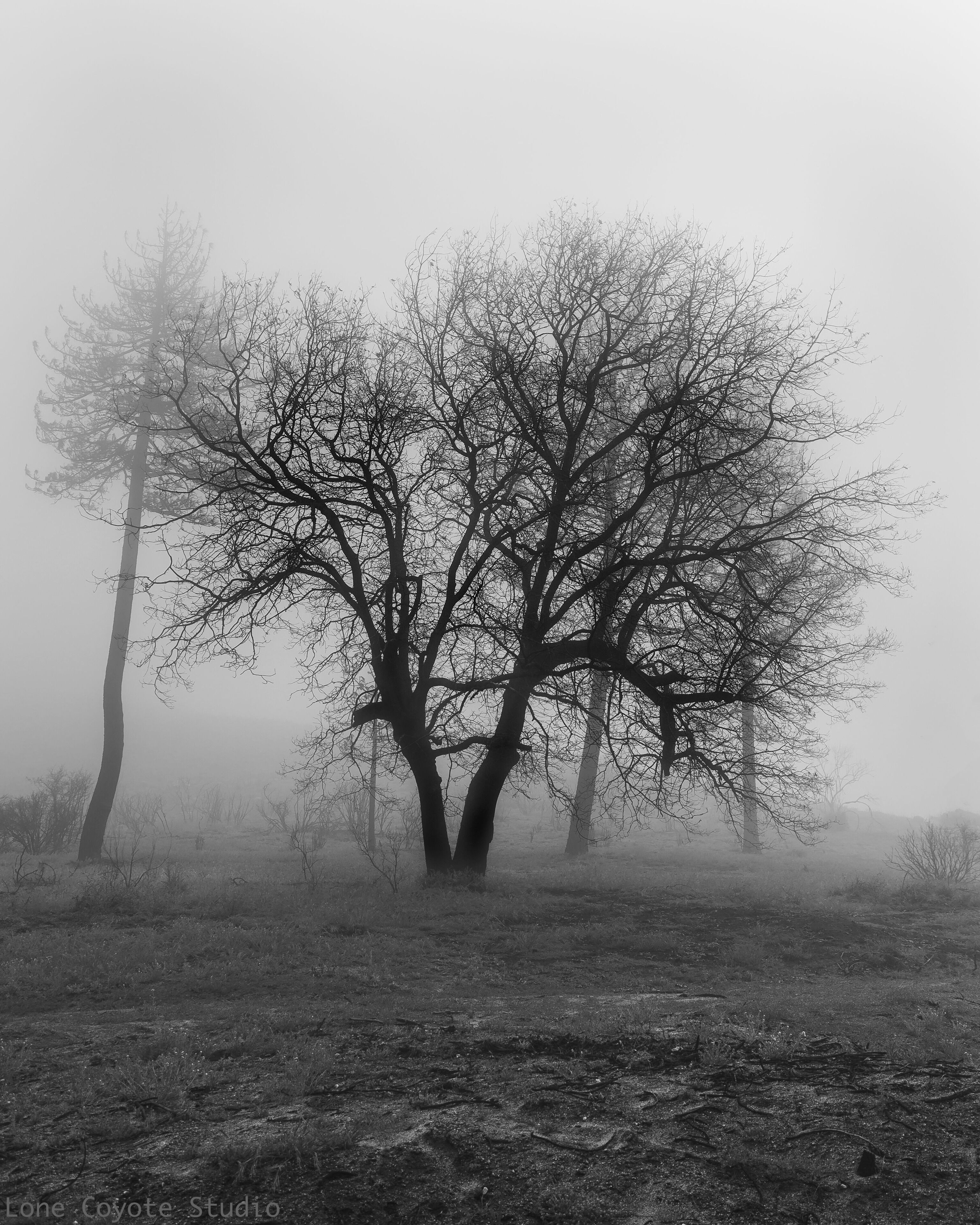 Drove up to Mt. San Jacinto looking for images of burned oaks from last years fire. Found inspiration in the clouds.





#deadoaks #burnedoak #mysticaltrees
#hauntedtrees #hauntedoaks #hauntedoak #mystictrees #oaksinthefog #mountaincenter #mtsanjacinto #hemetvalley
#cranstonfires #ribbonwood #ribbonfire #idyllwild #thomasmountain #pinestopalmshighway
#hurkeycreekpark #lakehemet #lonecoyotestudio
#nealdodson