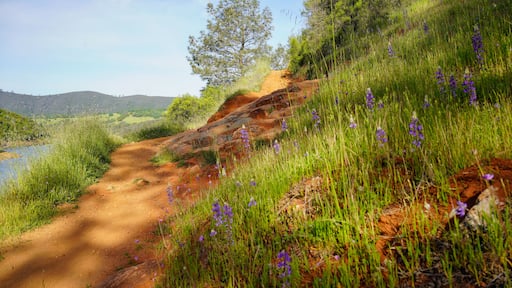 Darrington Trail Along Lake Folsom, California Super bloom 23