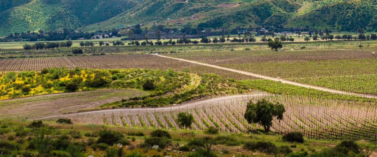 Paisaje de viñedos Santo Tomás en Valle de Guadalupe, Baja California, México