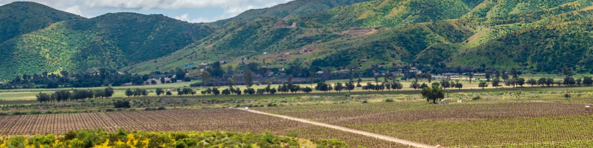 Paisaje de viñedos Santo Tomás en Valle de Guadalupe, Baja California, México