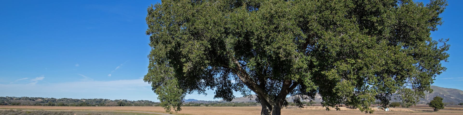 Road through California grenache vineyards in the United States