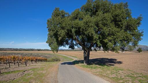 Road through California grenache vineyards in the United States
