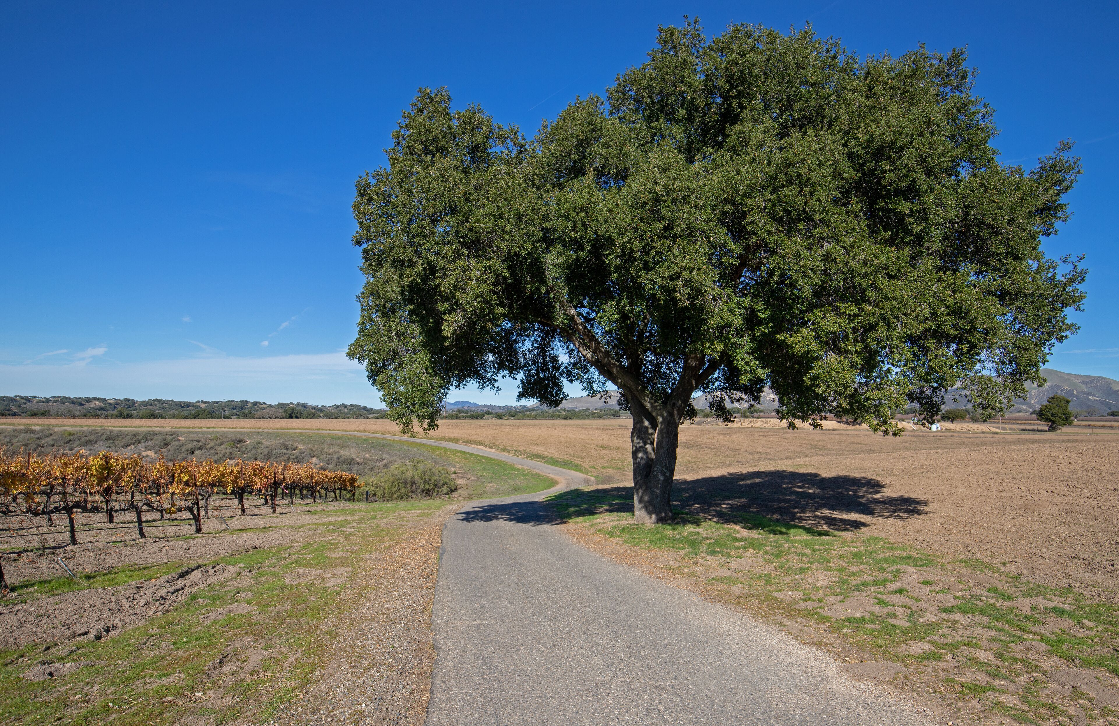 A vineyard with rows of grapevines, a winding road, and a large tree in the center.