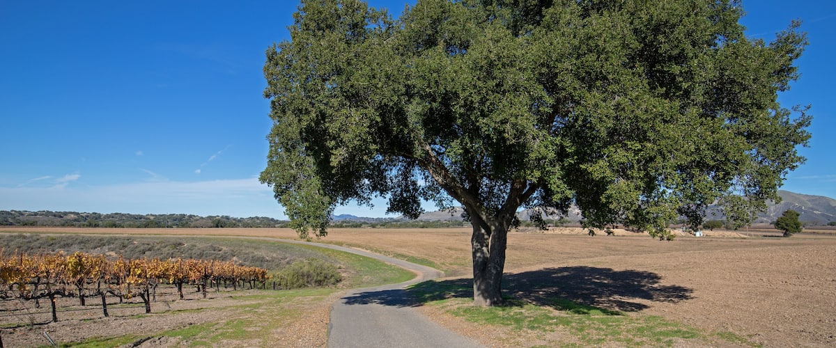 A vineyard with rows of grapevines, a winding road, and a large tree in the center.