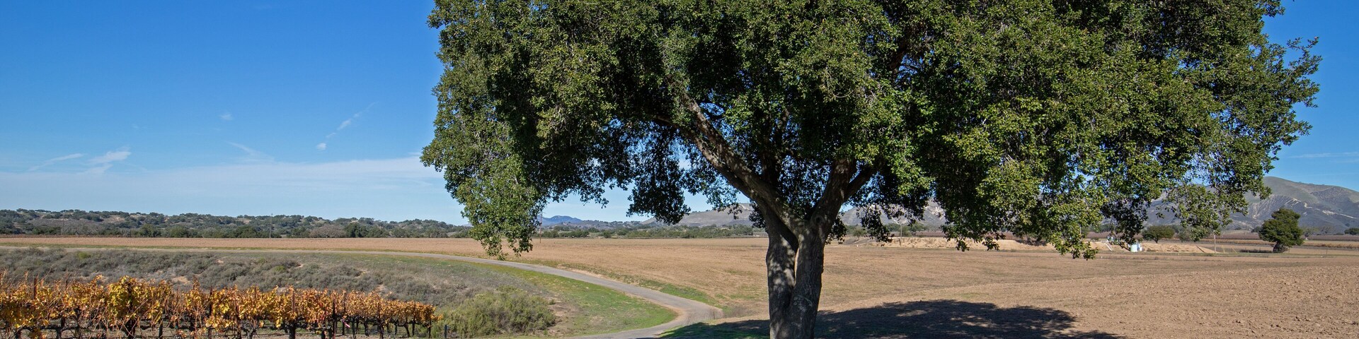 A vineyard with rows of grapevines, a winding road, and a large tree in the center.