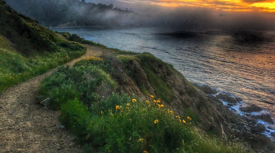 Mist rolling in just at sunset, Palos Verdes Peninsula, California. #green #mist #california