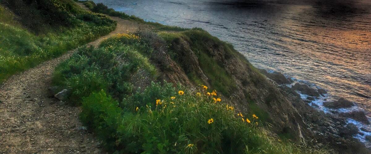 Un sendero costero con hierba verde y flores amarillas, que conduce a una masa de agua cubierta de niebla bajo un cielo de atardecer.