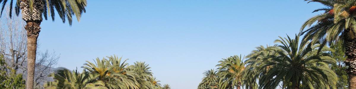Aerial view of palm tree lined Street in Pasadena neighborhood in northeast of downtown Los Angeles, California, USA