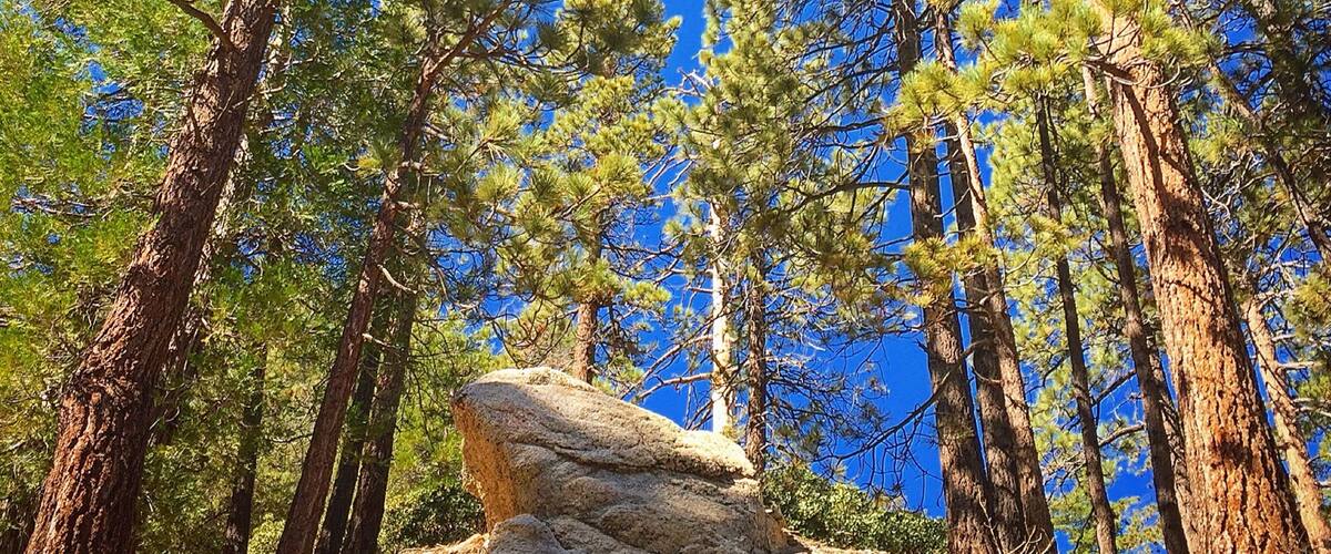 "6,300-foot elevation. 38 campsites among tall pines and cedars. The Burkhart Trail begins here and connects to a vast network of National Recreation Trails , including the High Desert NRT, the Pacific Crest NRT, and the Silver Moccasin NRT.  Maximum RV length 18 feet. Be Aware of Bear Activity." ~  
http://www.fs.usda.gov/recarea/angeles/recreation/recarea/?recid=41690&actid=29 #Hiking