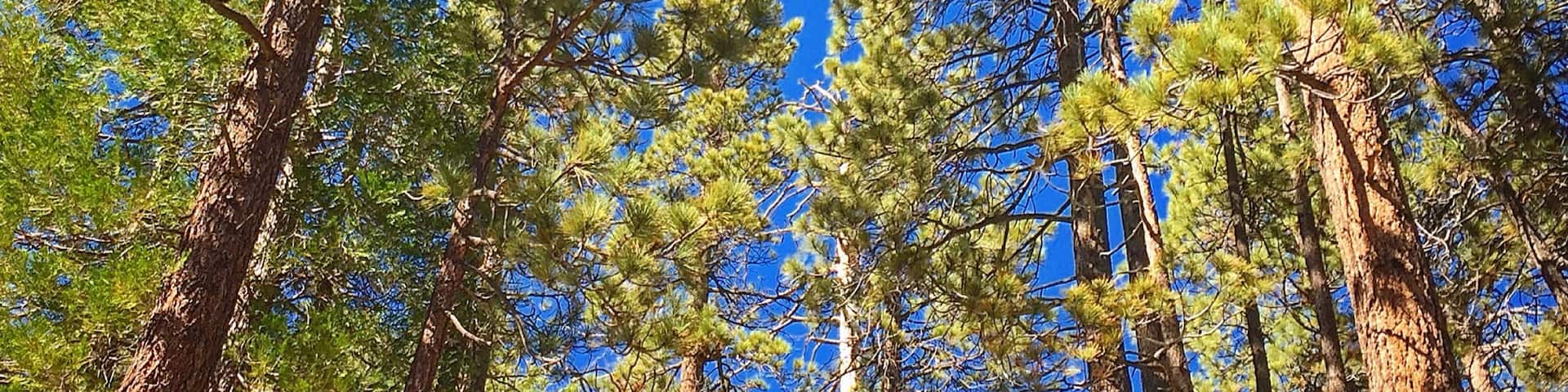 "6,300-foot elevation. 38 campsites among tall pines and cedars. The Burkhart Trail begins here and connects to a vast network of National Recreation Trails , including the High Desert NRT, the Pacific Crest NRT, and the Silver Moccasin NRT. Maximum RV length 18 feet. Be Aware of Bear Activity." ~
http://www.fs.usda.gov/recarea/angeles/recreation/recarea/?recid=41690&actid=29 #Hiking