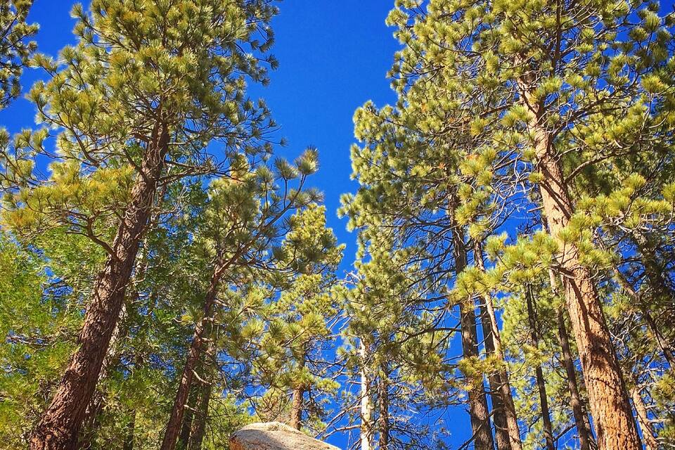 Une forêt de grands pins, sous un ciel bleu et dégagé.