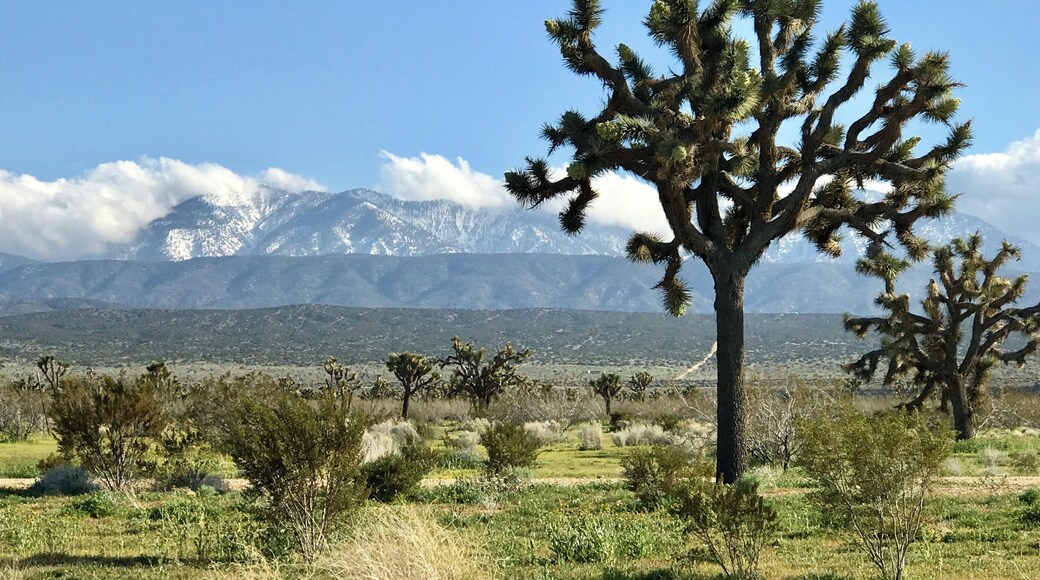 Came across lots of Joshua trees while driving on the 138 with the snow covered San Bernardino mountains in the background #OnTheRoad