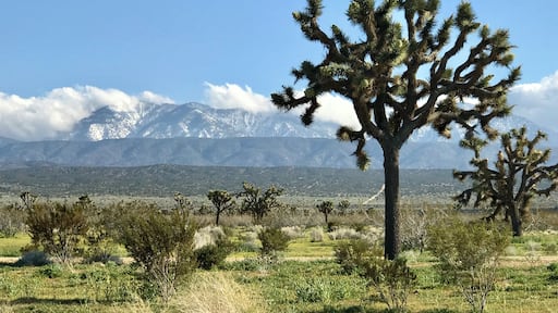 Came across lots of Joshua trees while driving on the 138 with the snow covered San Bernardino mountains in the background #OnTheRoad