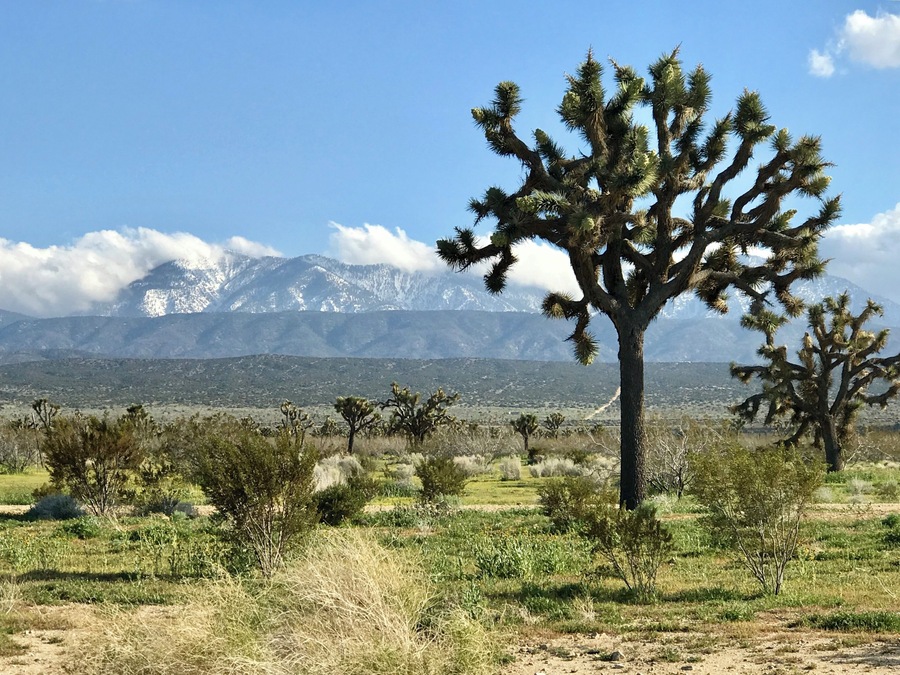 Came across lots of Joshua trees while driving on the 138 with the snow covered San Bernardino mountains in the background #OnTheRoad
