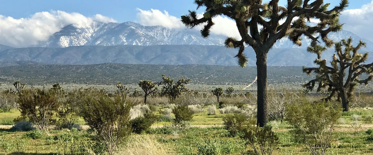 A desert landscape with Joshua trees and a mountain range in the background.