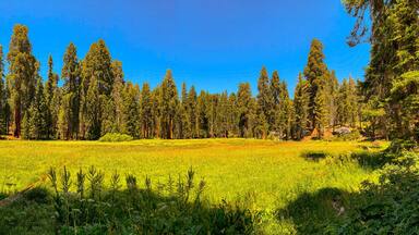 Uma floresta densa com árvores altas e um campo gramado.